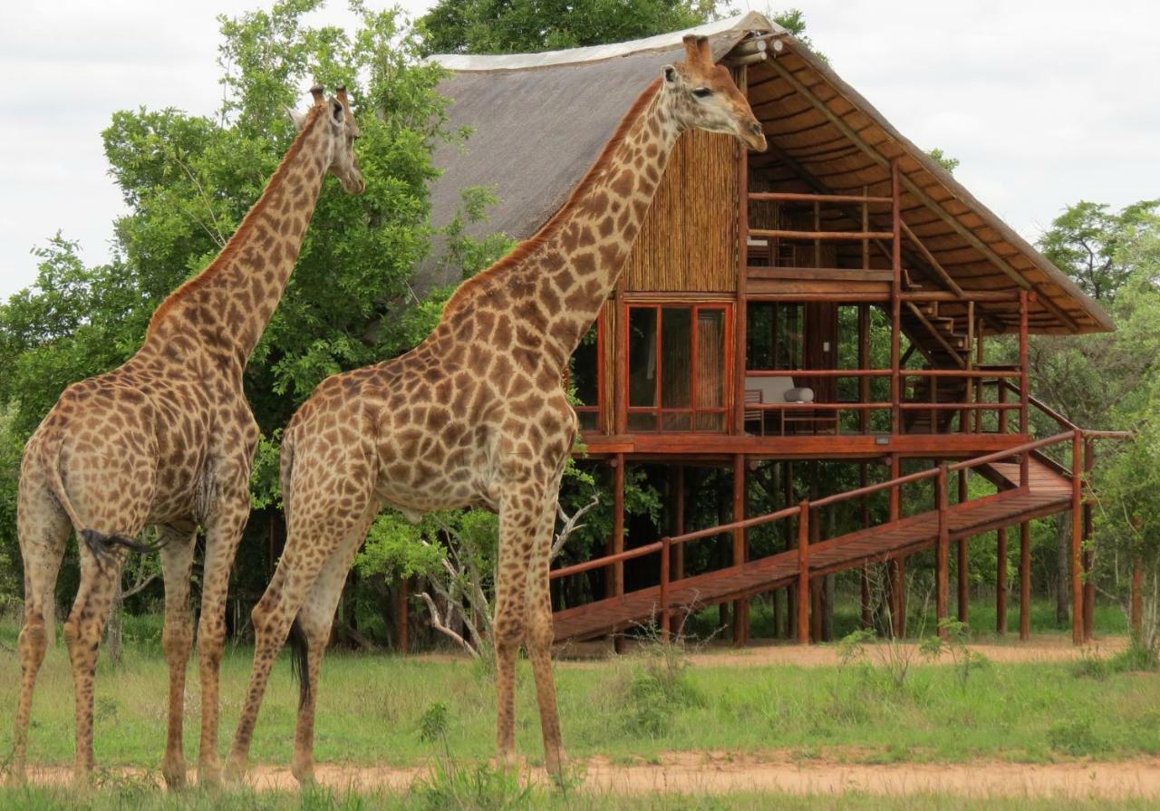 Pezulu Tree House Lodge 호에드스프뤼트 외부 사진